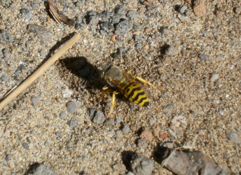 Bembix oculata M e F (Crabronidae)